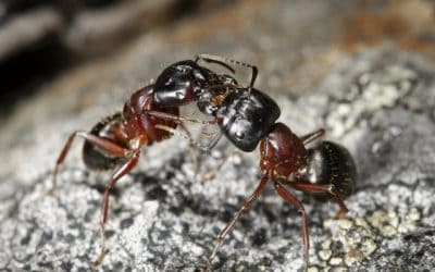 Store maur – kan de gjøre skade?