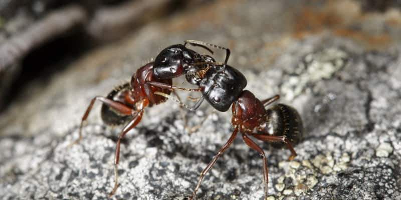 Store maur – kan de gjøre skade?