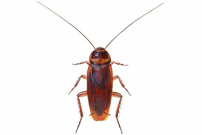 amerikansk kakerlakk