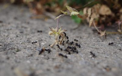 Fun light saft mot maur – fungerer det?
