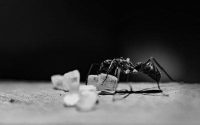 Kjerringråd mot maur – Bli kvitt maur uten gift?
