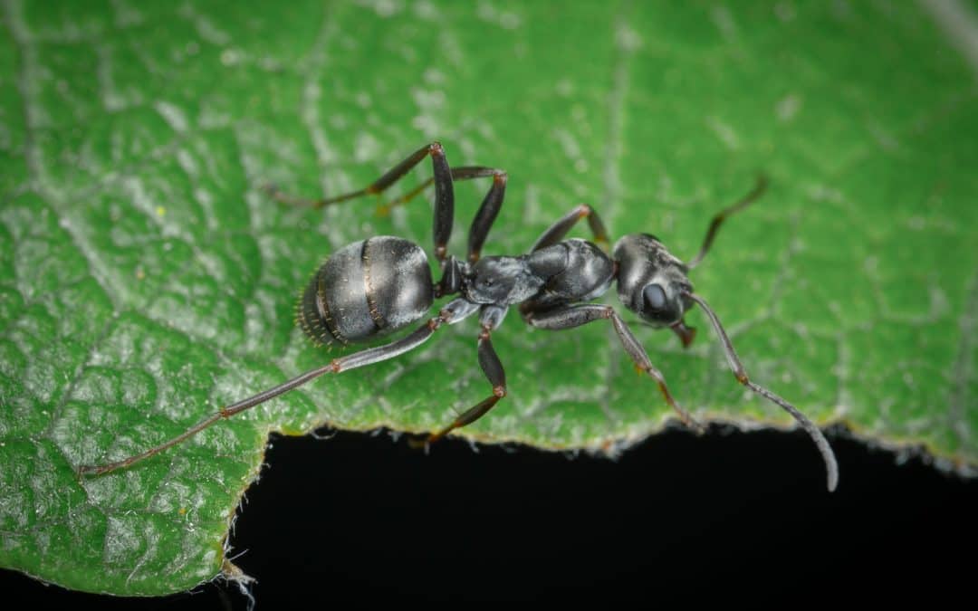 Bli kvitt maur i hagen – oppdatert 2023
