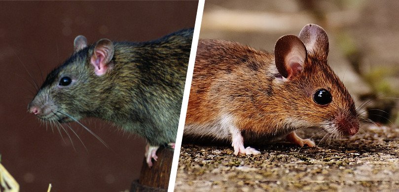 Slik ser du forskjell på mus og rotter