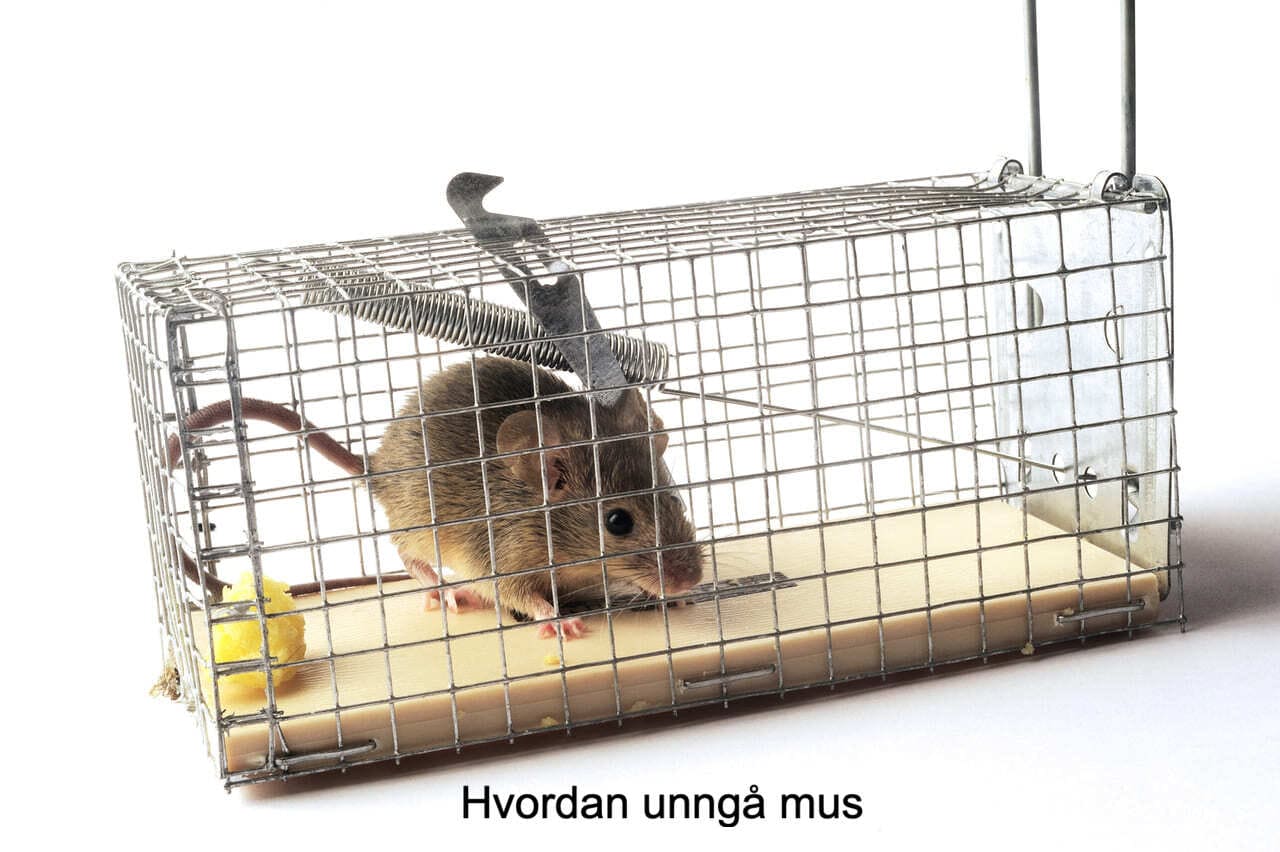 Hvordan unngå mus