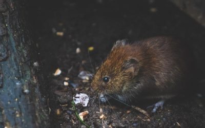 Museproblem: Mus og rotter bekymrer folk