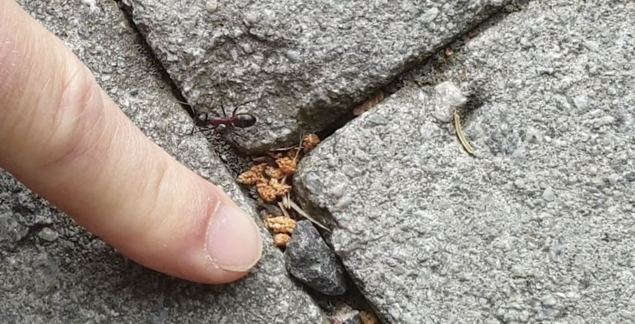 stokk maur oppførsel irritert