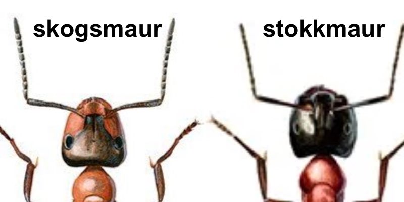 cane ants versus forest ants
