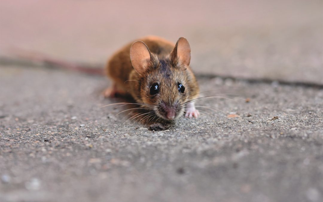 Fem effektive måter å bli kvitt mus fra garasjen din