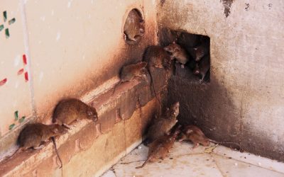 Hvordan bli kvitt rotte i huset raskt