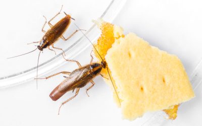 Kakerlakker i hus