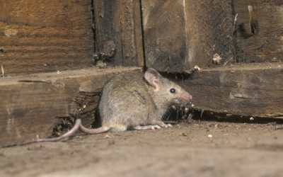Tegn på mus i veggen – og hva du bør gjøre