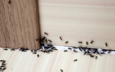 Vanlige feil du bør unngå når du bruker maurmiddel
