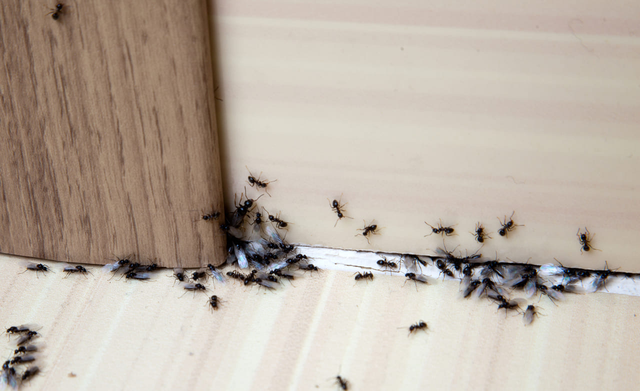sukkermaur maurmiddel i hus