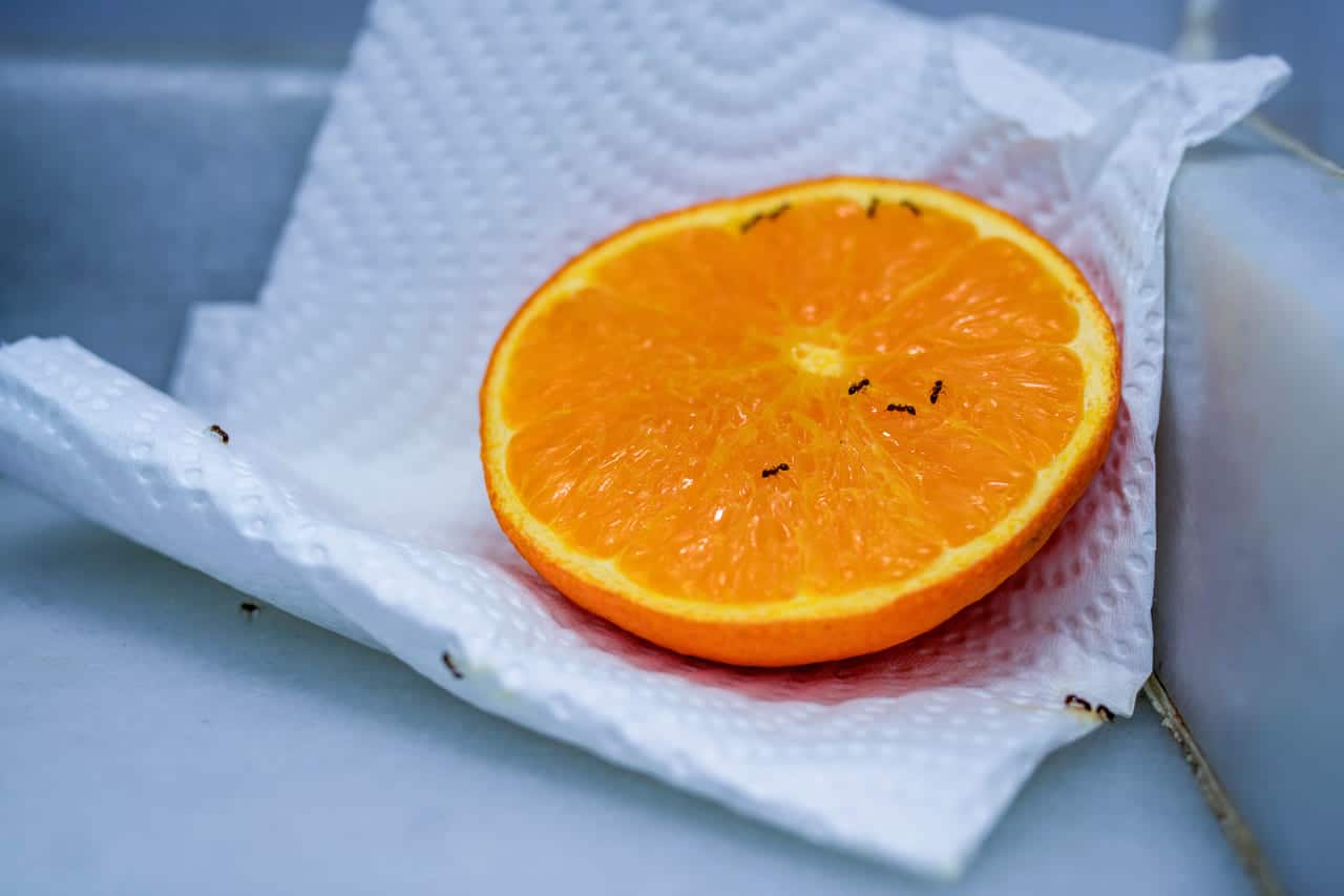 sukkermaur på appelsin