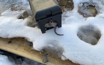 Test: Liten sikkerhetsboks for rottefeller