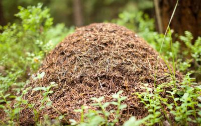 Slik kan du fjerne skogsmaur maurtue effektivt