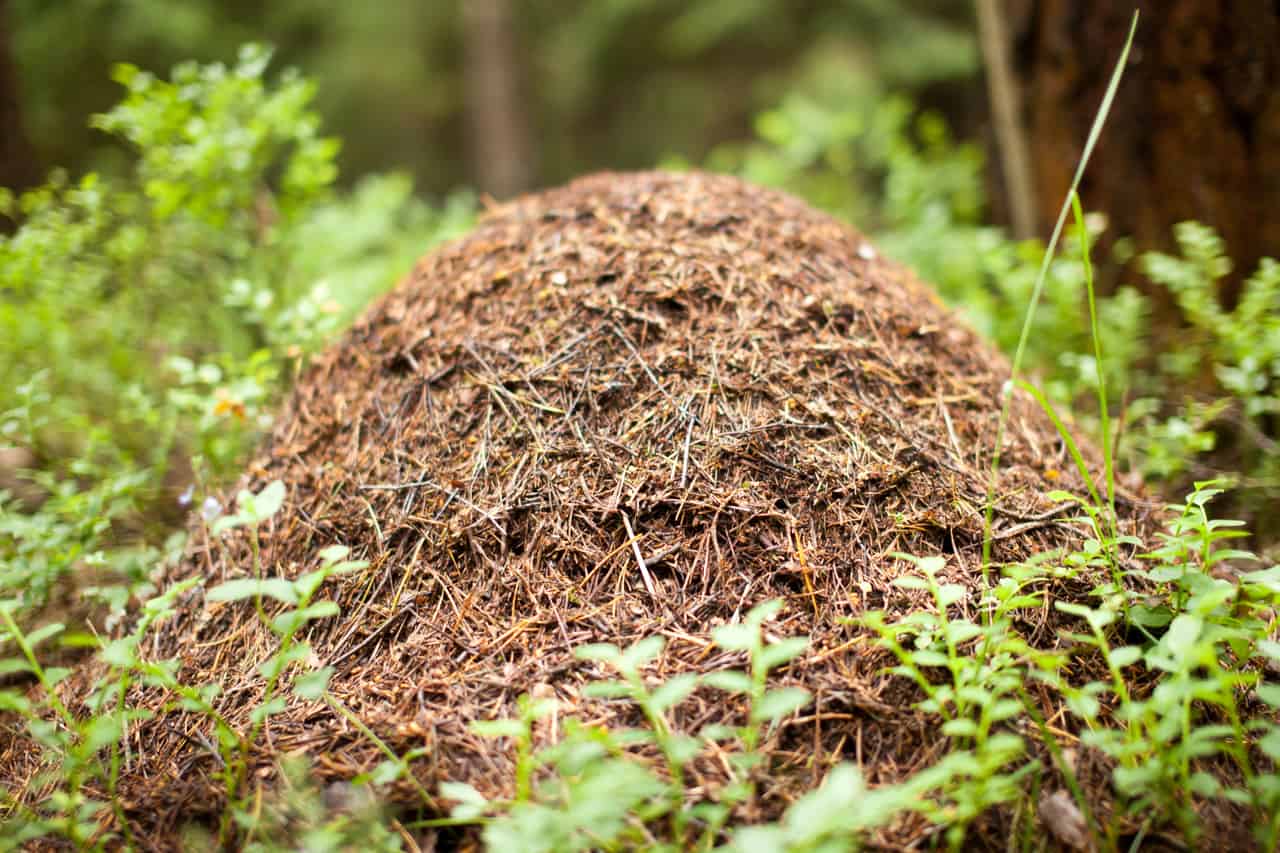 fjerne maurtue skogsmaur