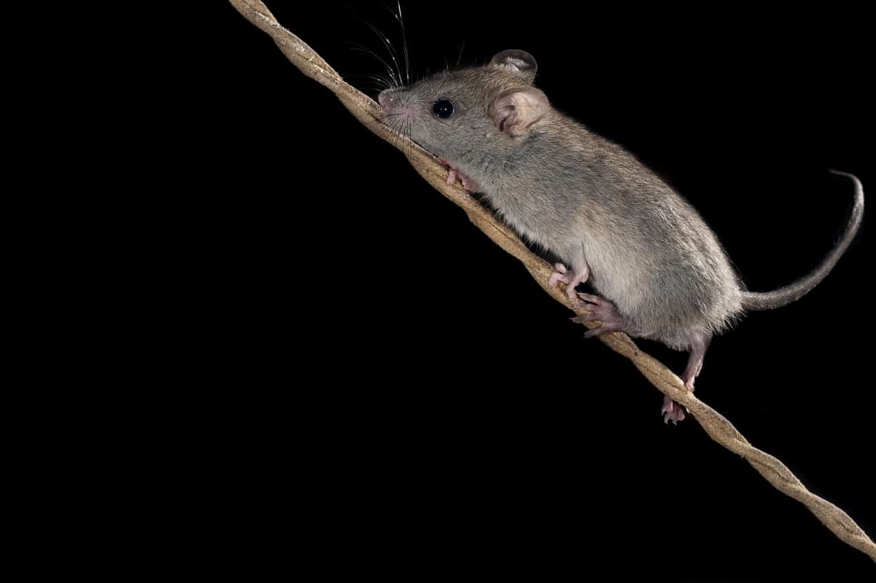 mus som klatrer