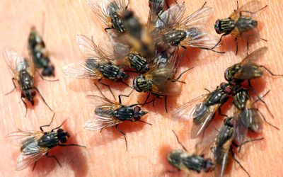 Fluefeller: Bli kvitt fluer med fluefelle med lokkemiddel