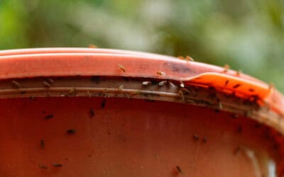 Hvor kommer bananfluer fra?